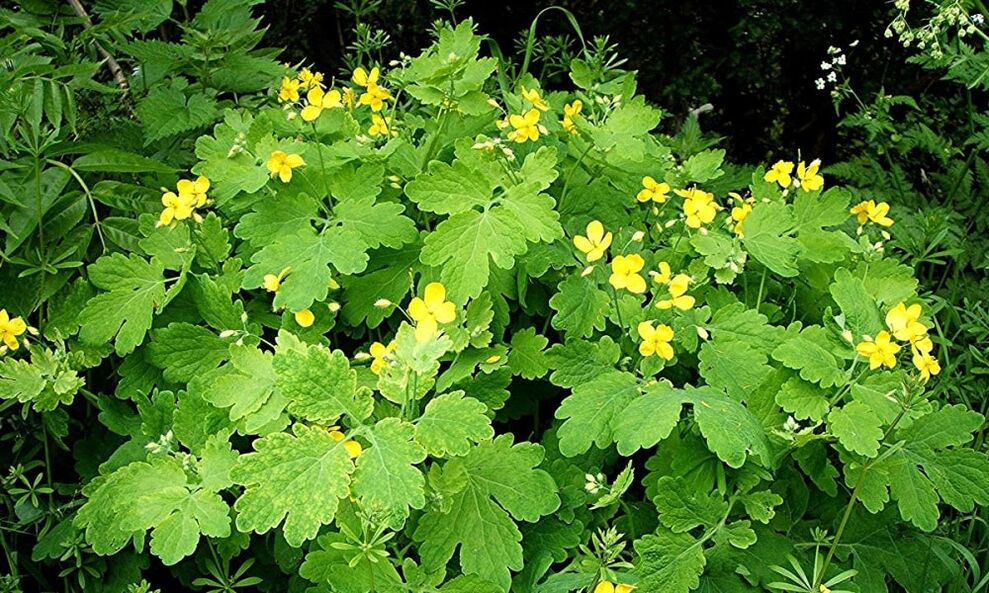 celandine herb for nail fungus